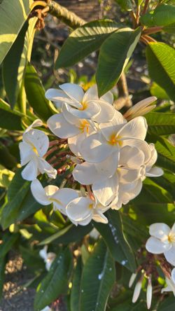 Plumeria