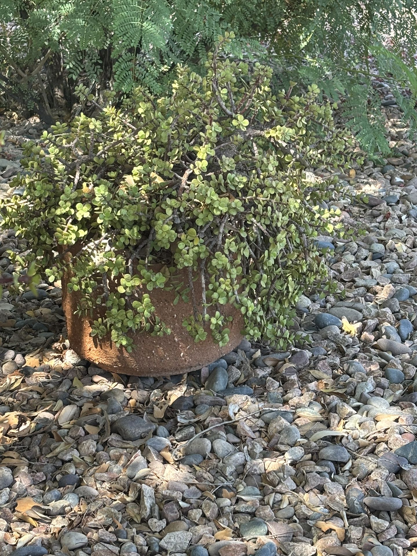 Large Mature Elephant Ear Plant In Terracotta Pot