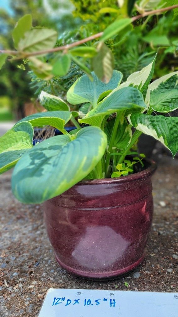 Red Resin Planter with Beautiful Hosta