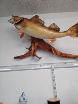 Vintage (Taxidermy)  Fish 