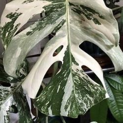 Monstera Albo