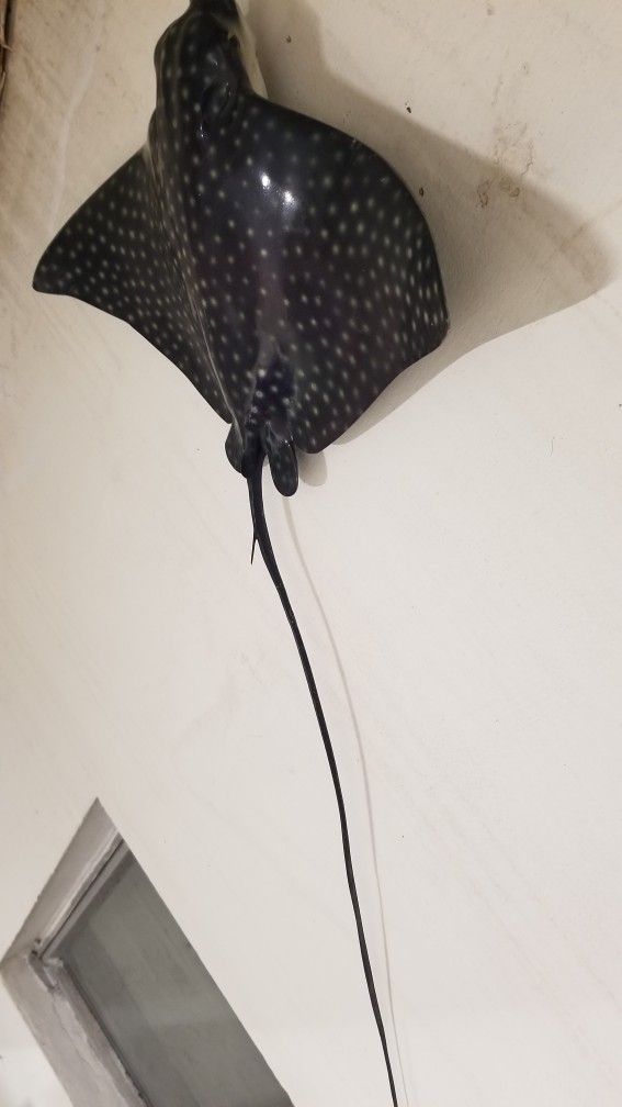 Stingrays 2