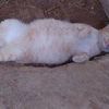 Kembo