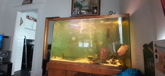 110 gallon fish tank and full setup