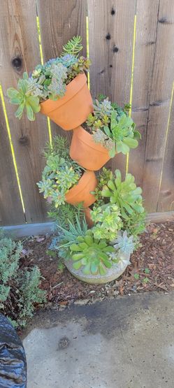 Tilted Socculants Pots