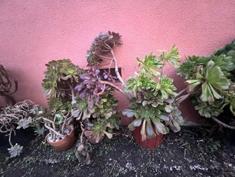 Outside Plants For Sale - Make Me An Offer 