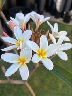 Large 5ft Plumeria with blooms - 1-2 price sale