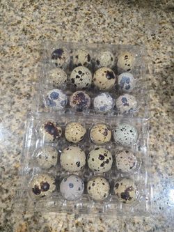 Quail eggs