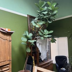 Fiddle Leaf Fig