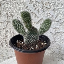 4 Inch Pot Cactus Plant - Opuntia Microdasys - Bunny Ears Prickly Pear - Rooted & Stablished - Drought Resistant - 🌵