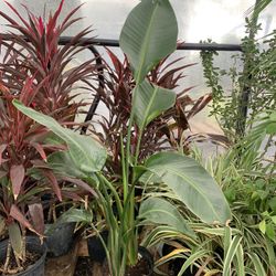 White bird of paradise plant 