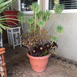 Succulent Arrangement