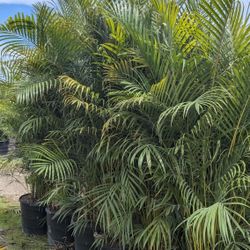 Arecas Staring $20 And Up All Sizes Available Instant Privacy Hedge For Fence 