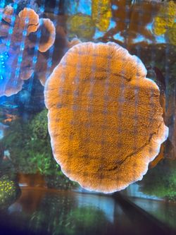 Red Monti Coral