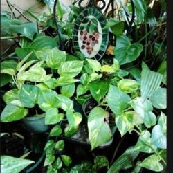 Pothos Philodendron Houseplants