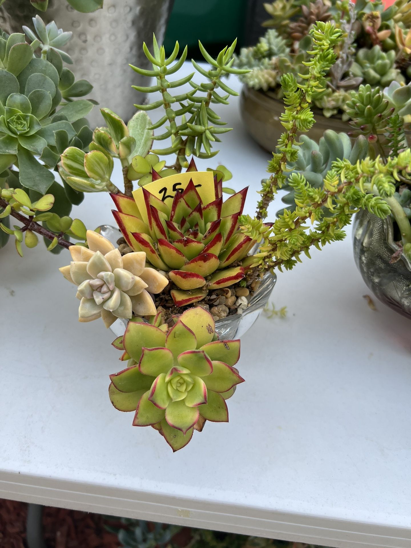 Succulent Arrangement Sale 7 Days A Week Prices Vary from $20 And Up