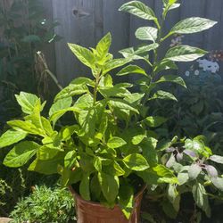 Superfood! Longevity Spinach (Gynura Procumbens) Plant 