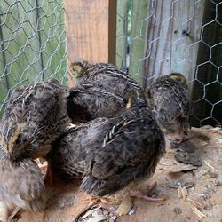 Jumbo Coturnix Quails