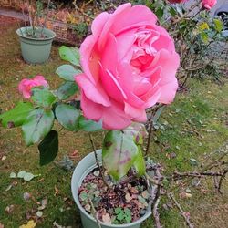 Damask rose bush - read description