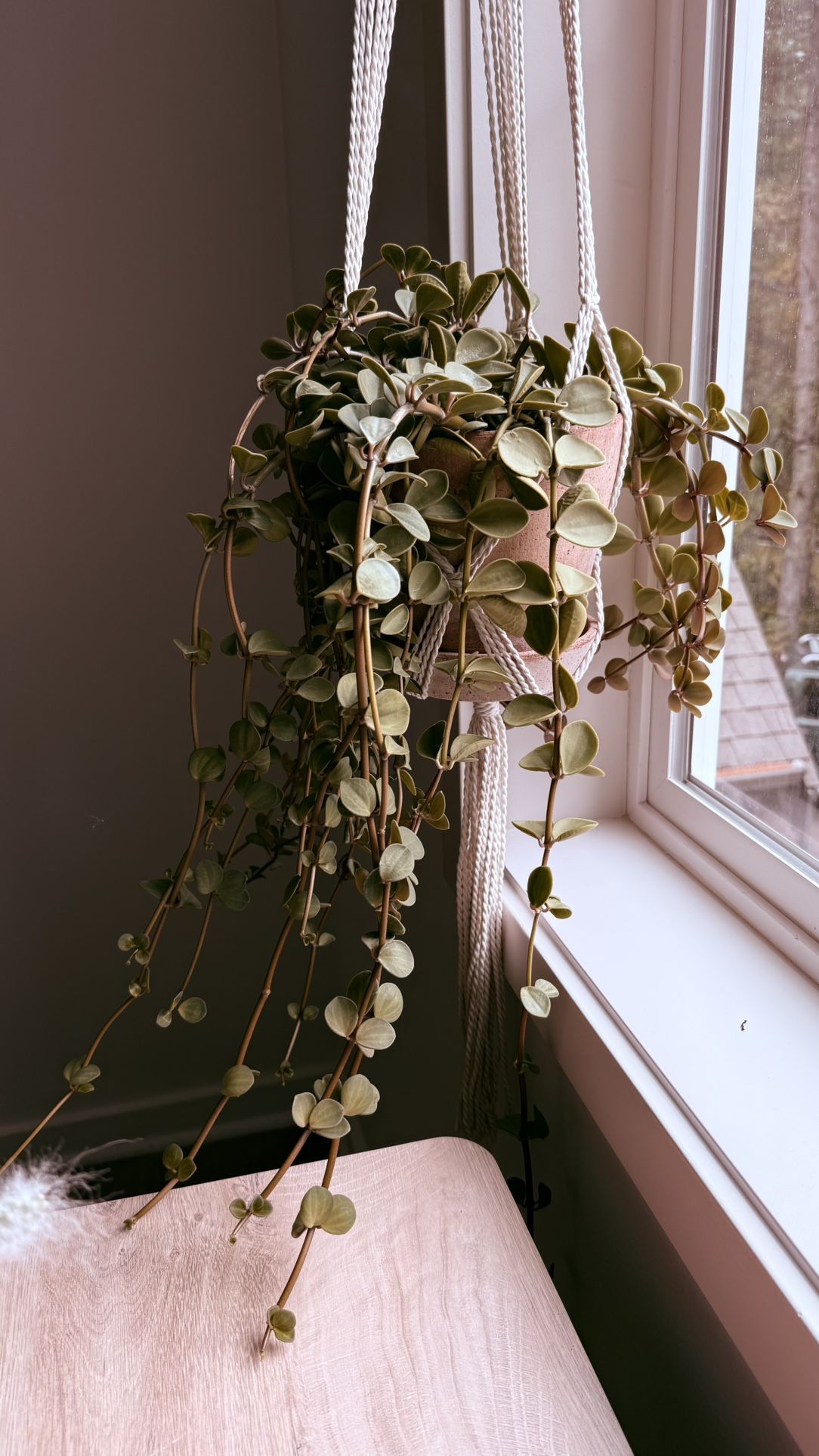 Peperomia Hope Succulent