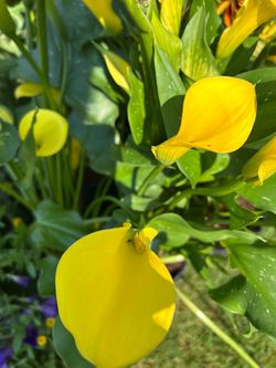 $9 each pot of yellow Cala lily