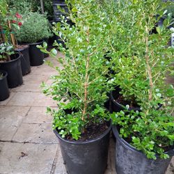 BOXWOOD (5GL) -2FT