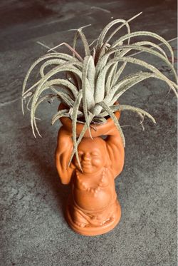 Repurposed  Terracotta Buddha Incense into an Air Plant holder