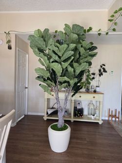$285 Beautiful Fiddle Fig is artificial, realistic tree with beautiful white pot