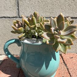 Succulents
