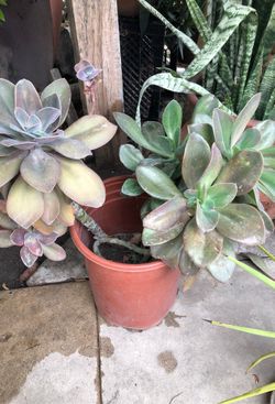 Succulent flower