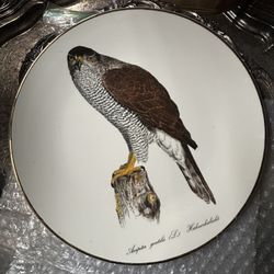 6 Different Birds Of Prey Porcelain Dish collection 