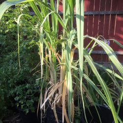 $15 sugarcane plant in 15 gallon sugar cane 