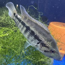 Aquarium Decoration 