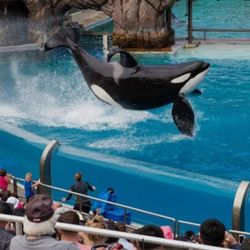 Sea World Tickets  4 Tickets 