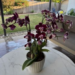 Orchid Flowers