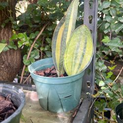 Rare Masoniana Variegated Whale fin Snake Plant Live Plant Available 