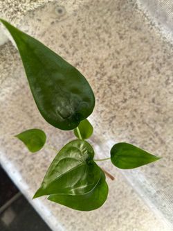 Alocasia