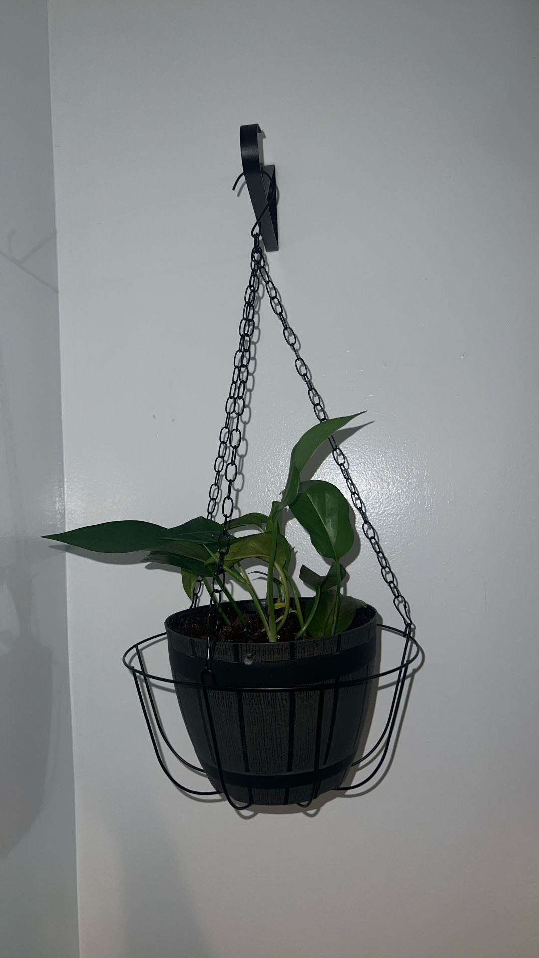 Foliage Hanging Plant