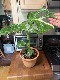 Monstera Thai Constellation Variegated Philodendron House Plant