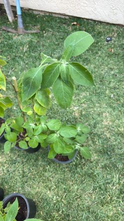 Holy Basil (Herb)Plant ( Indian Tulasi or Tulsi or Ocimum sanctum) for immunity