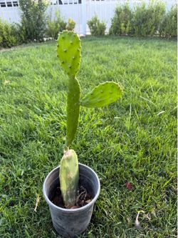 Nopal en maceta de gallon