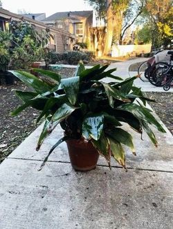 Potted Cast Iron Plant