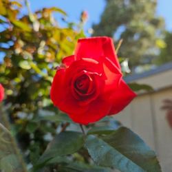 Beautiful Red Rose Tree in Ceramic Pot