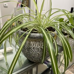 Spider House Plant Vintage Vase