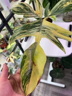 Variegated Philodendron Florida Beauty