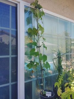 Chayoté Plant