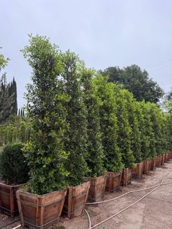 Ficus Nitida Indian Laurel