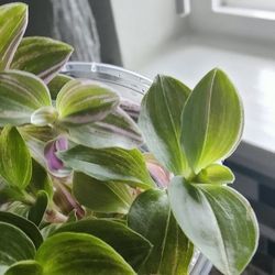 Tradescantia Fluminensis Starters