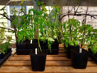 TOMATO PLANTS GROWN HUGE GALLON POTS 💯 ORGANIC GROWN TO PRODUCE HERE