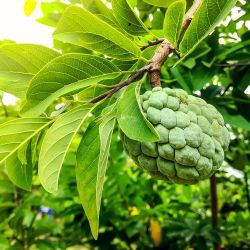 LIVE PLANT Annona Squamosa - Sweetsop - Sugar apple - Custard apple - Pinha - 3ft tall fruit tree shipped form sunny Florida